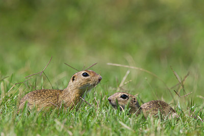 BUITEN BEELD Foto: 135626