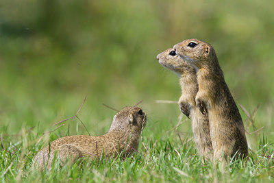 BUITEN BEELD Foto: 135628