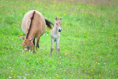 BUITEN BEELD Foto: 135647