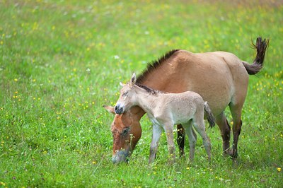 BUITEN BEELD Foto: 135649