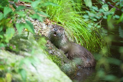 BUITEN BEELD Foto: 135663