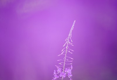BUITEN BEELD Foto: 135699