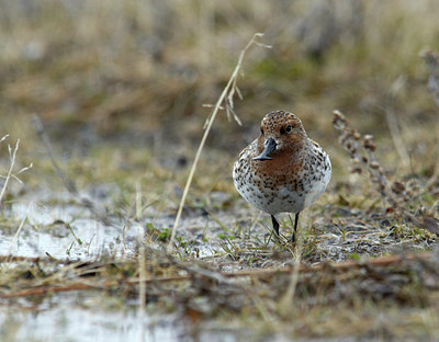 BUITEN BEELD Foto: 135721
