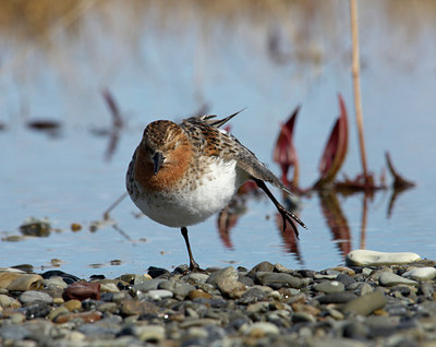 BUITEN BEELD Foto: 135727