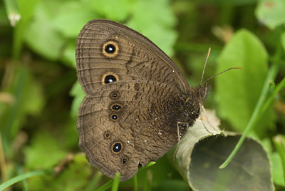 BUITEN BEELD Foto: 135729