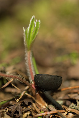 BUITEN BEELD Foto: 135730