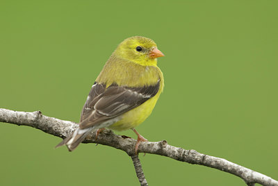 BUITEN BEELD Foto: 135732