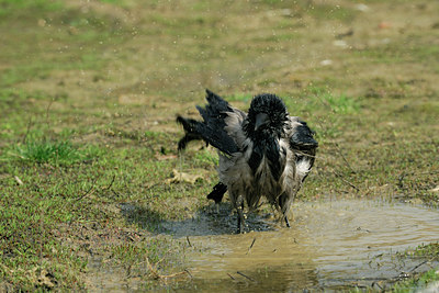 BUITEN BEELD Foto: 135770