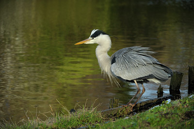BUITEN BEELD Foto: 135773