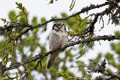 BUITEN BEELD Foto: 135788