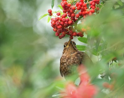 BUITEN BEELD Foto: 135842