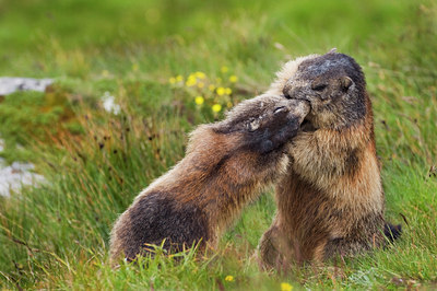 BUITEN BEELD Foto: 135852