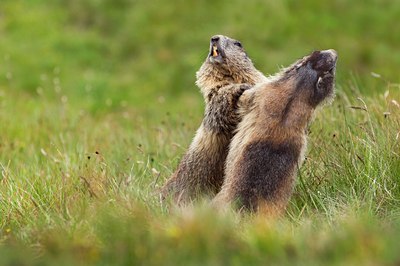 BUITEN BEELD Foto: 135853