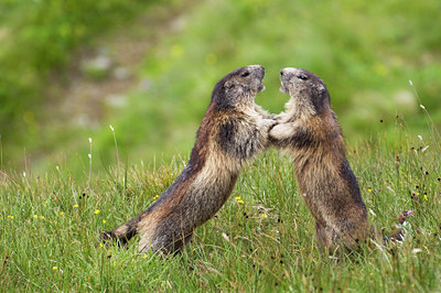 BUITEN BEELD Foto: 135854