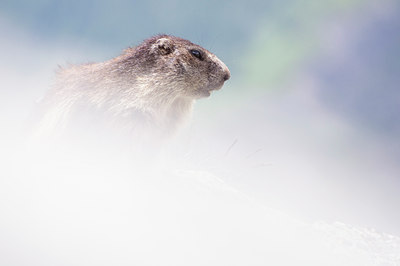 BUITEN BEELD Foto: 135870