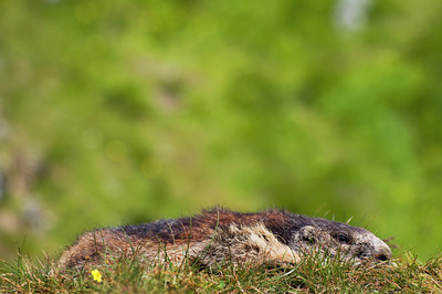 BUITEN BEELD Foto: 135874