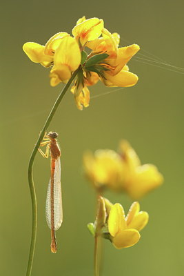 BUITEN BEELD Foto: 135875