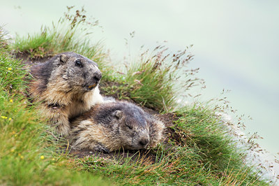 BUITEN BEELD Foto: 135885