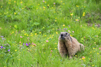 BUITEN BEELD Foto: 135899