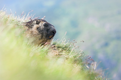 BUITEN BEELD Foto: 135914