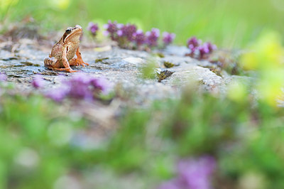 BUITEN BEELD Foto: 136031