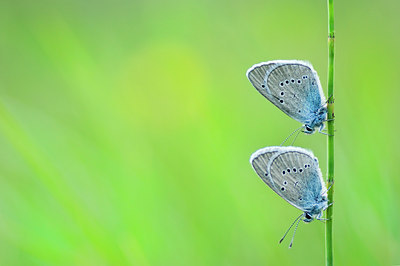 BUITEN BEELD Foto: 136034