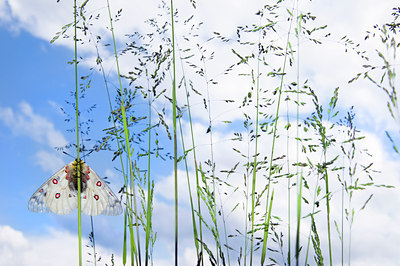 BUITEN BEELD Foto: 136036