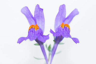 BUITEN BEELD Foto: 136118