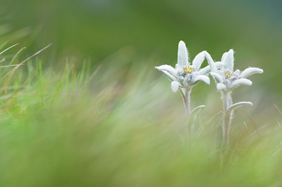 BUITEN BEELD Foto: 136124