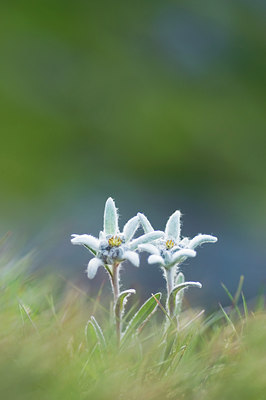 BUITEN BEELD Foto: 136128