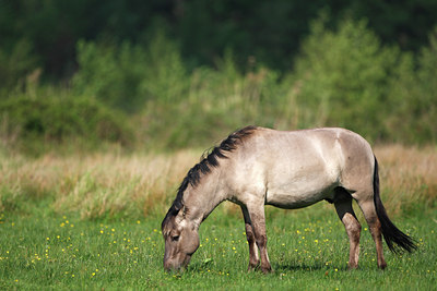 BUITEN BEELD Foto: 136190