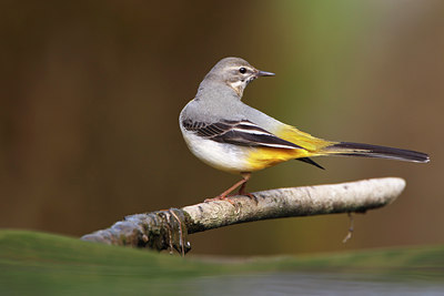 BUITEN BEELD Foto: 136222