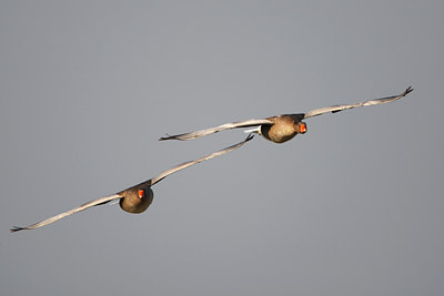 BUITEN BEELD Foto: 136224