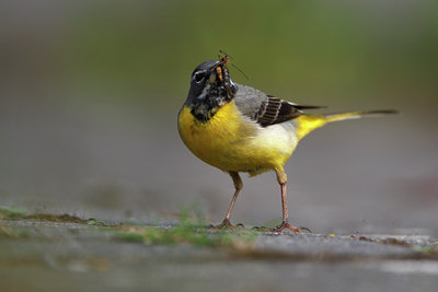 BUITEN BEELD Foto: 136225