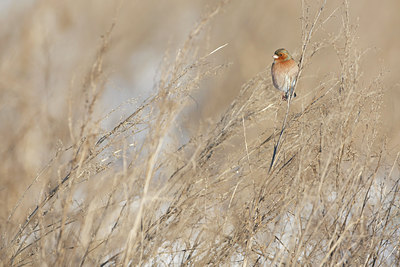 BUITEN BEELD Foto: 136228