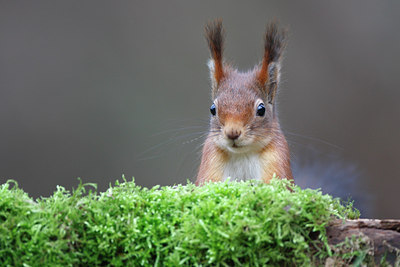 BUITEN BEELD Foto: 136255