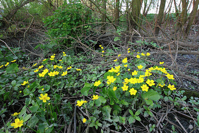 BUITEN BEELD Foto: 136263