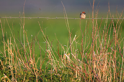 BUITEN BEELD Foto: 136265