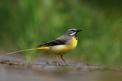 BUITEN BEELD Foto: 136267