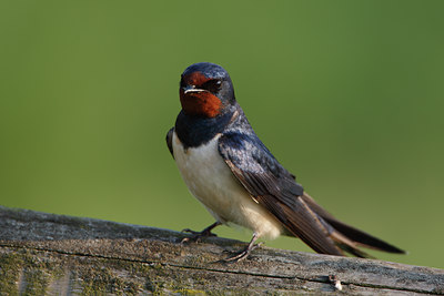 BUITEN BEELD Foto: 136271