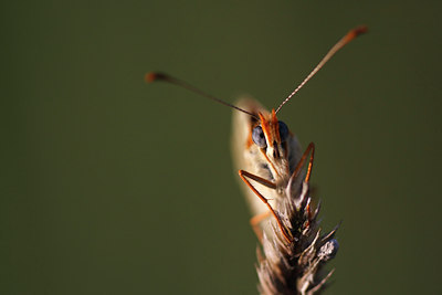 BUITEN BEELD Foto: 136276