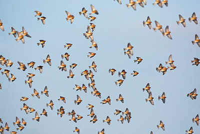 BUITEN BEELD Foto: 136288