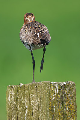 BUITEN BEELD Foto: 136290