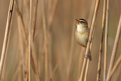 BUITEN BEELD Foto: 136292