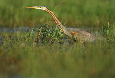 BUITEN BEELD Foto: 136294