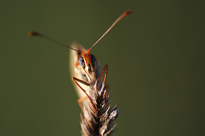 BUITEN BEELD Foto: 136298