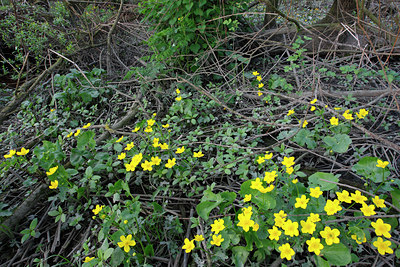 BUITEN BEELD Foto: 136312