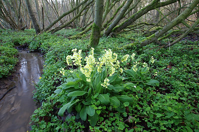 BUITEN BEELD Foto: 136316