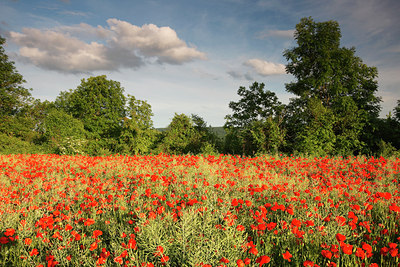 BUITEN BEELD Foto: 136343