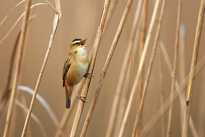 BUITEN BEELD Foto: 136347